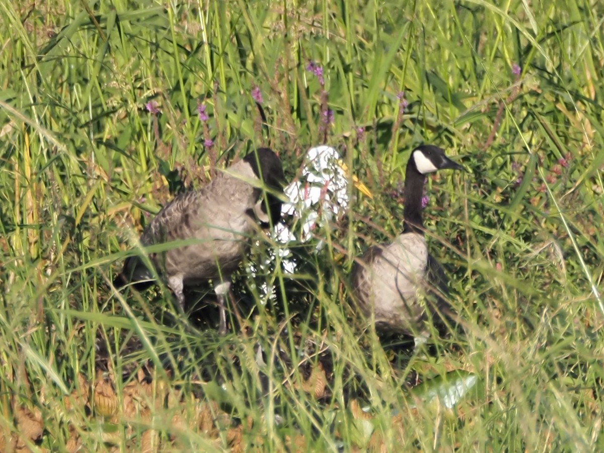 Great Egret - ML641213716