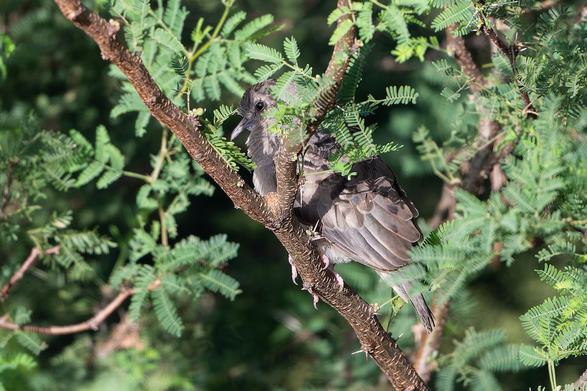 Plain-breasted Ground Dove - ML641213718