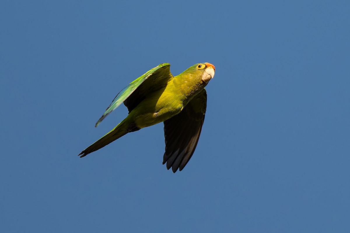 Orange-chinned Parakeet - ML641213722