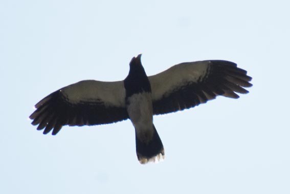 Mountain Caracara - ML641213723