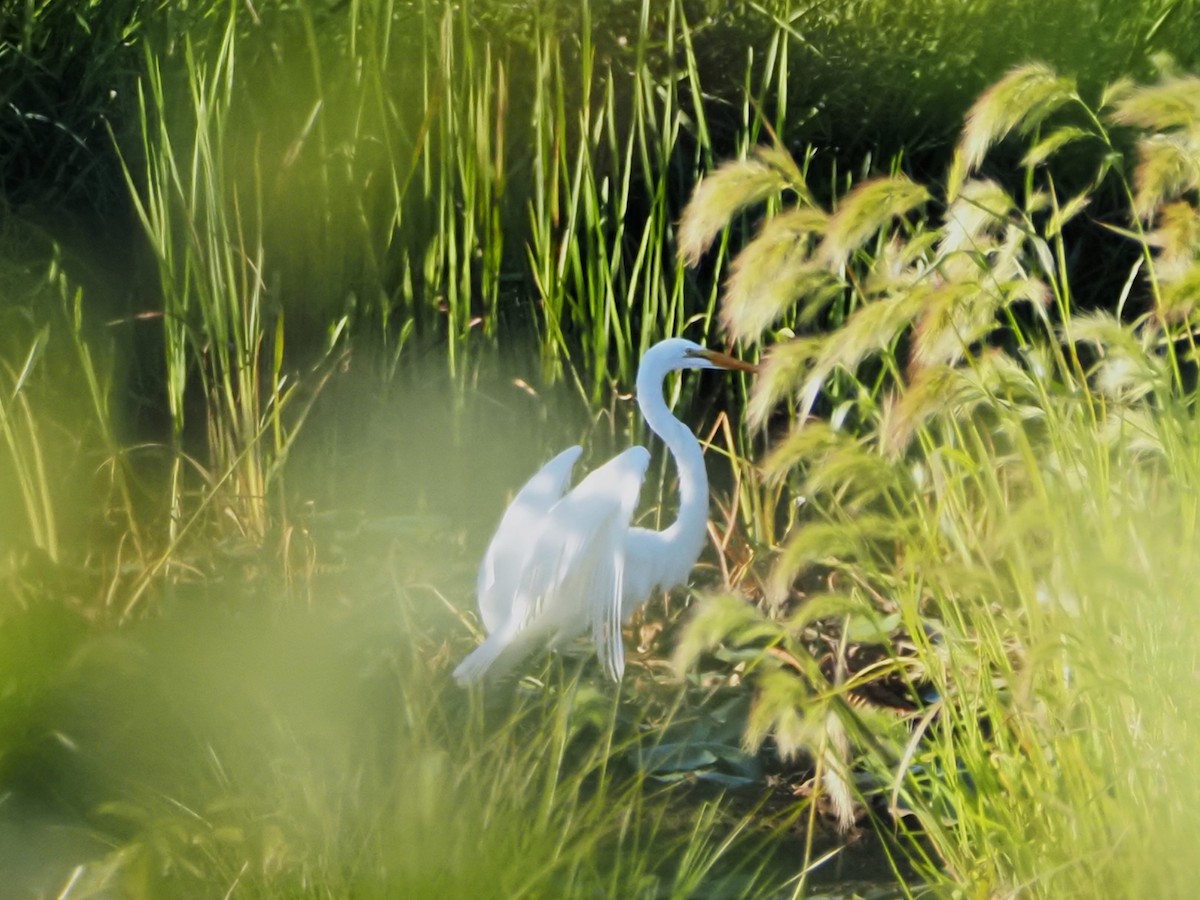 Great Egret - ML641213730