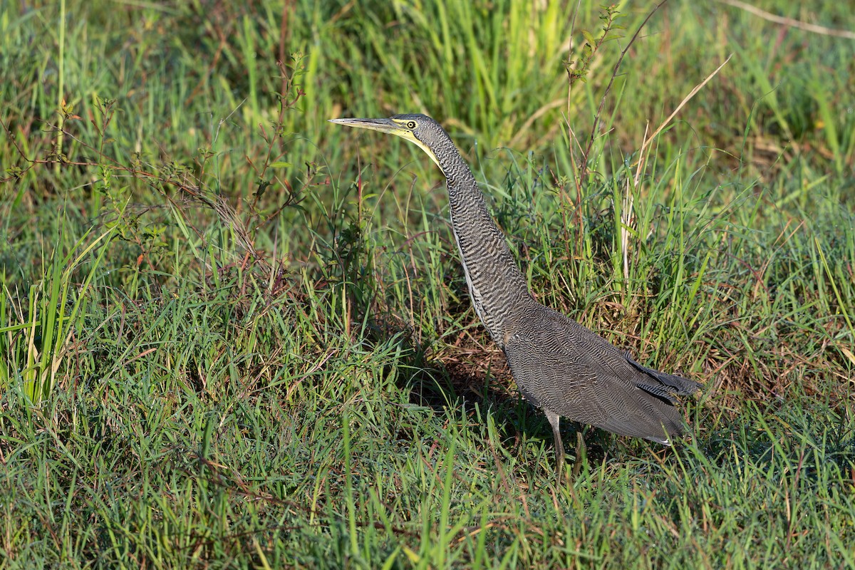 Bare-throated Tiger-Heron - ML641213735