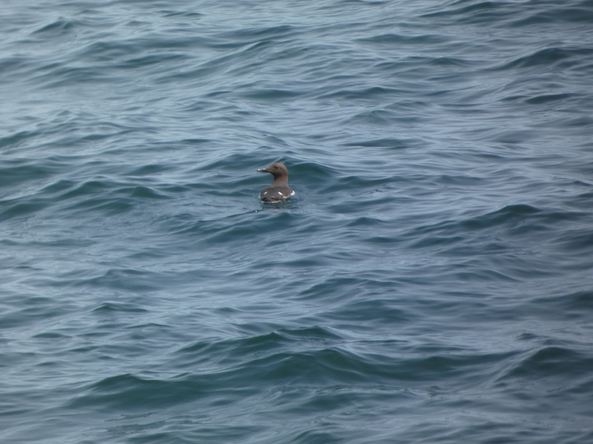 Common Murre - ML641213737