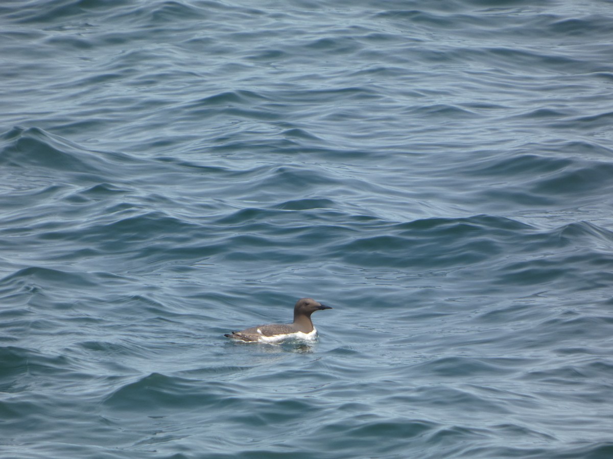 Common Murre - ML641213738