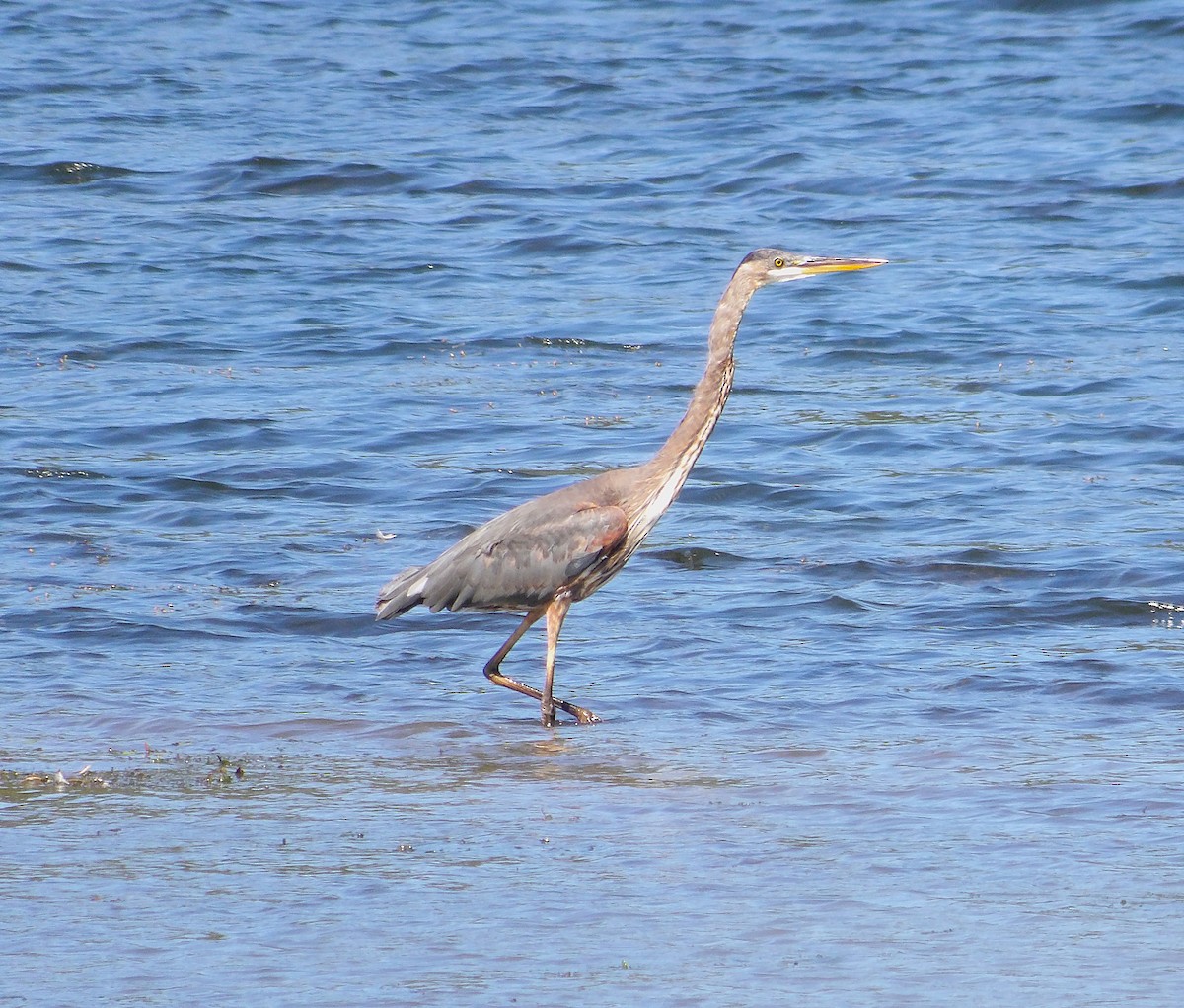 Garza Azulada - ML641213739