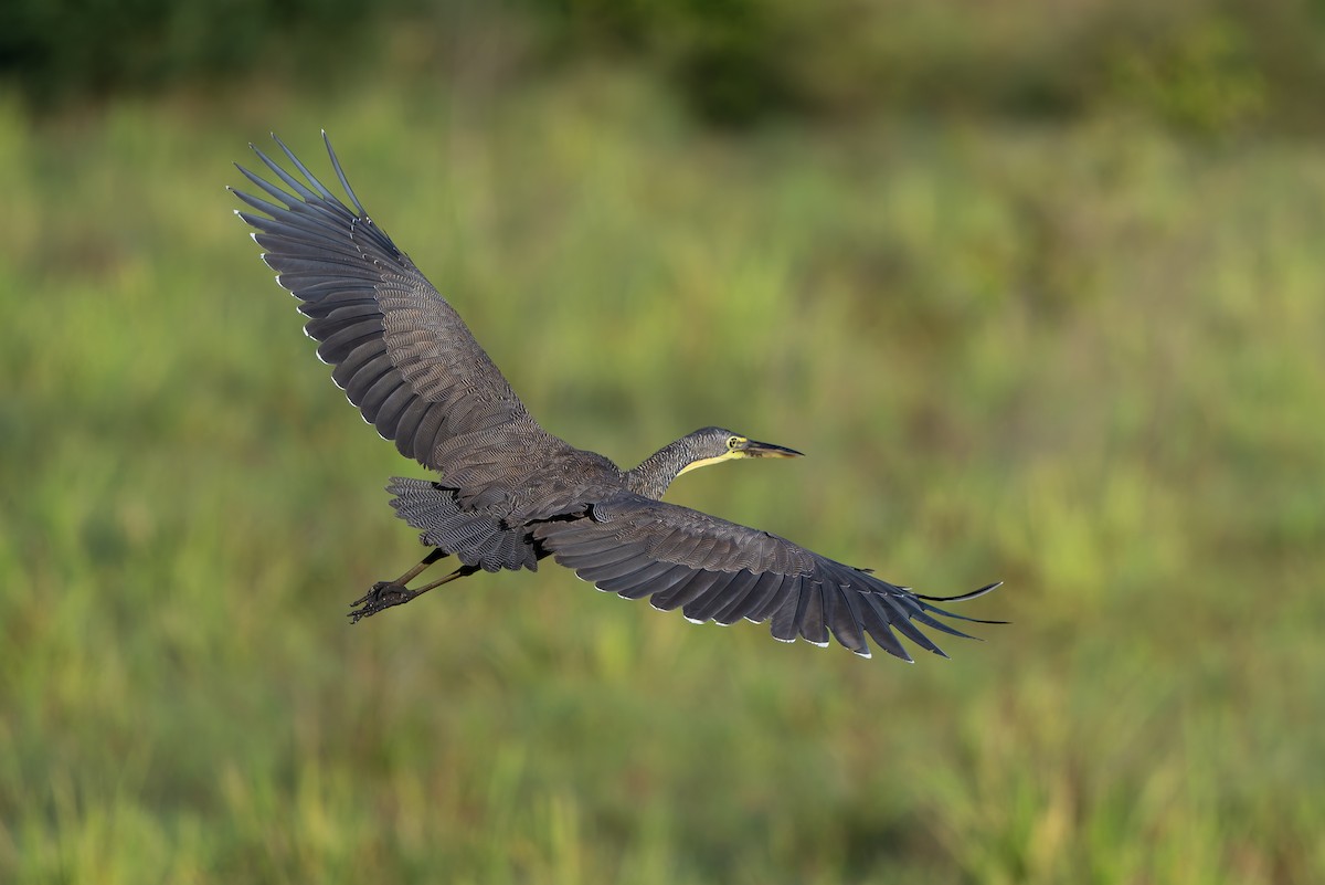 Bare-throated Tiger-Heron - ML641213741