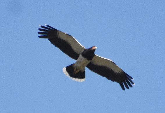 Mountain Caracara - ML641213742