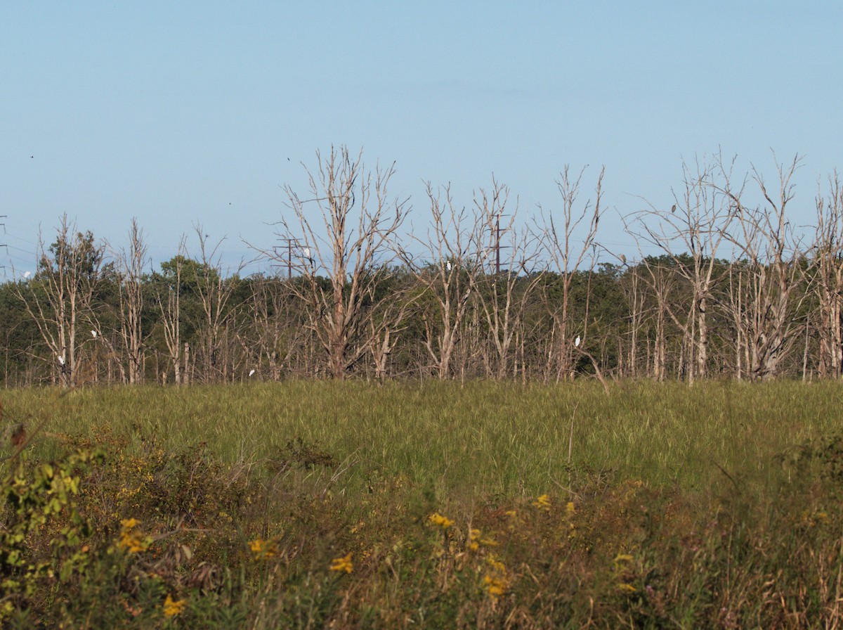 Great Egret - ML641213744