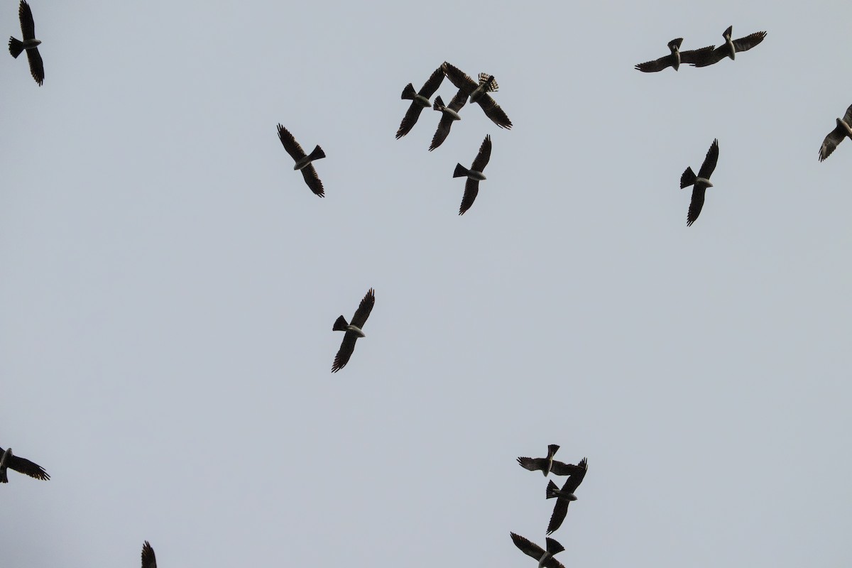 Mississippi Kite - ML641213755