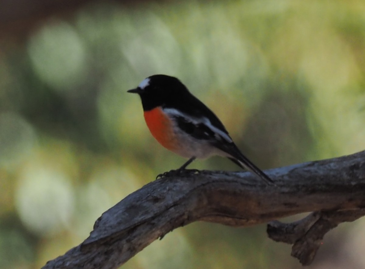 Scarlet Robin (Scarlet) - ML641213759
