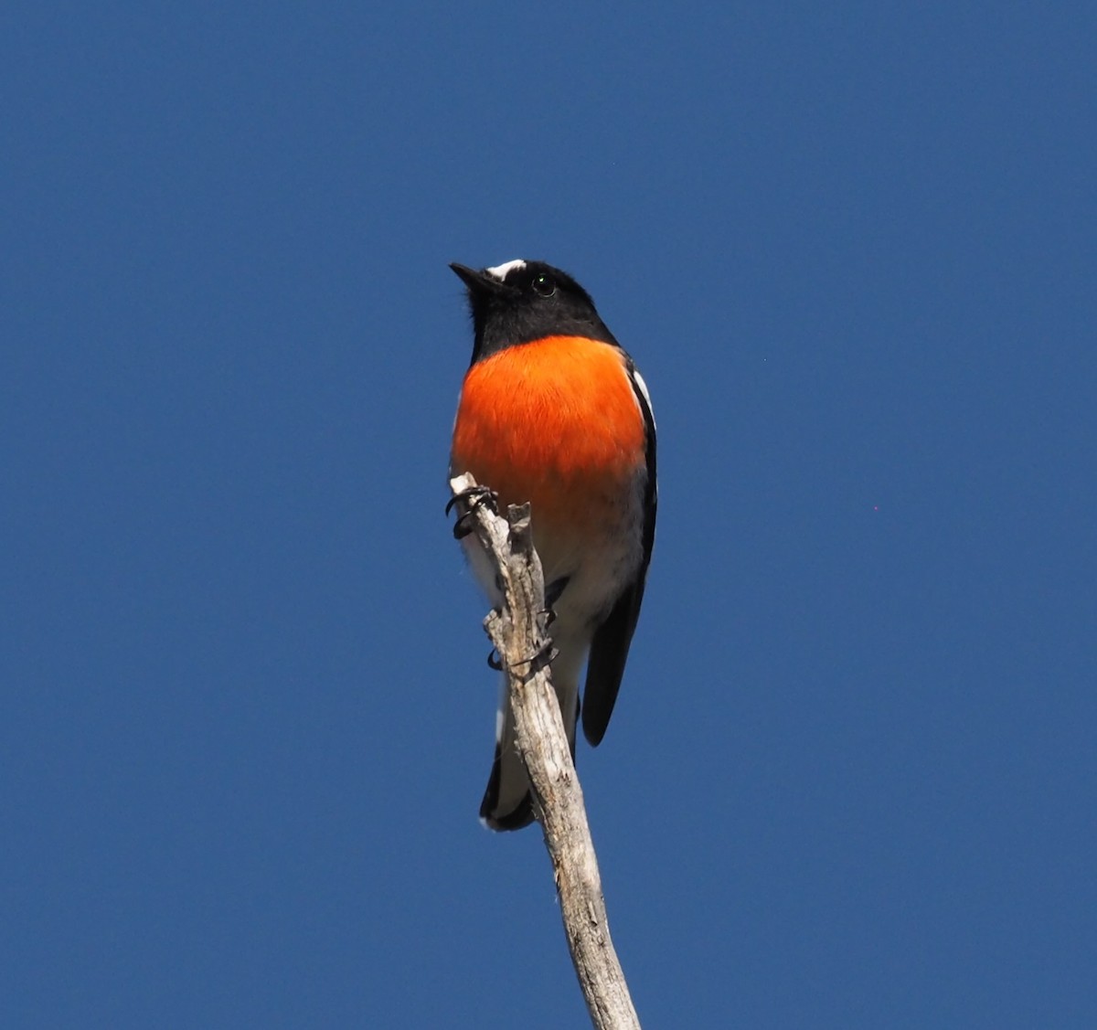 Scarlet Robin (Scarlet) - ML641213760