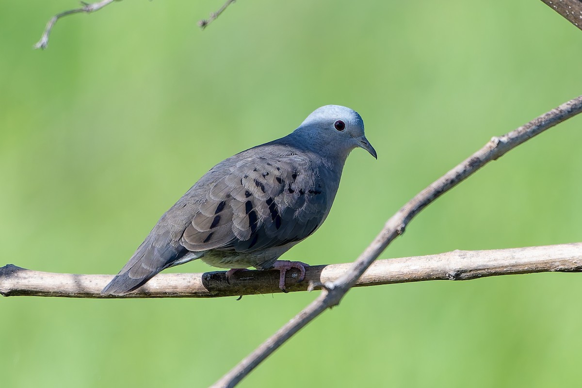 Plain-breasted Ground Dove - ML641213762