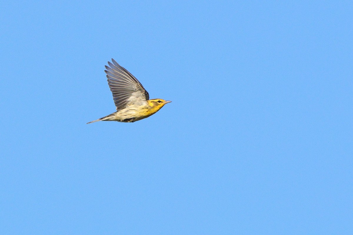 Blackburnian Warbler - ML641213768