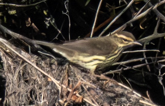 Northern Waterthrush - ML641213769