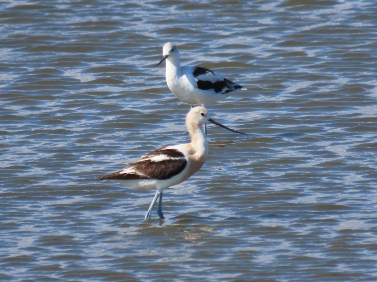 American Avocet - ML641213781