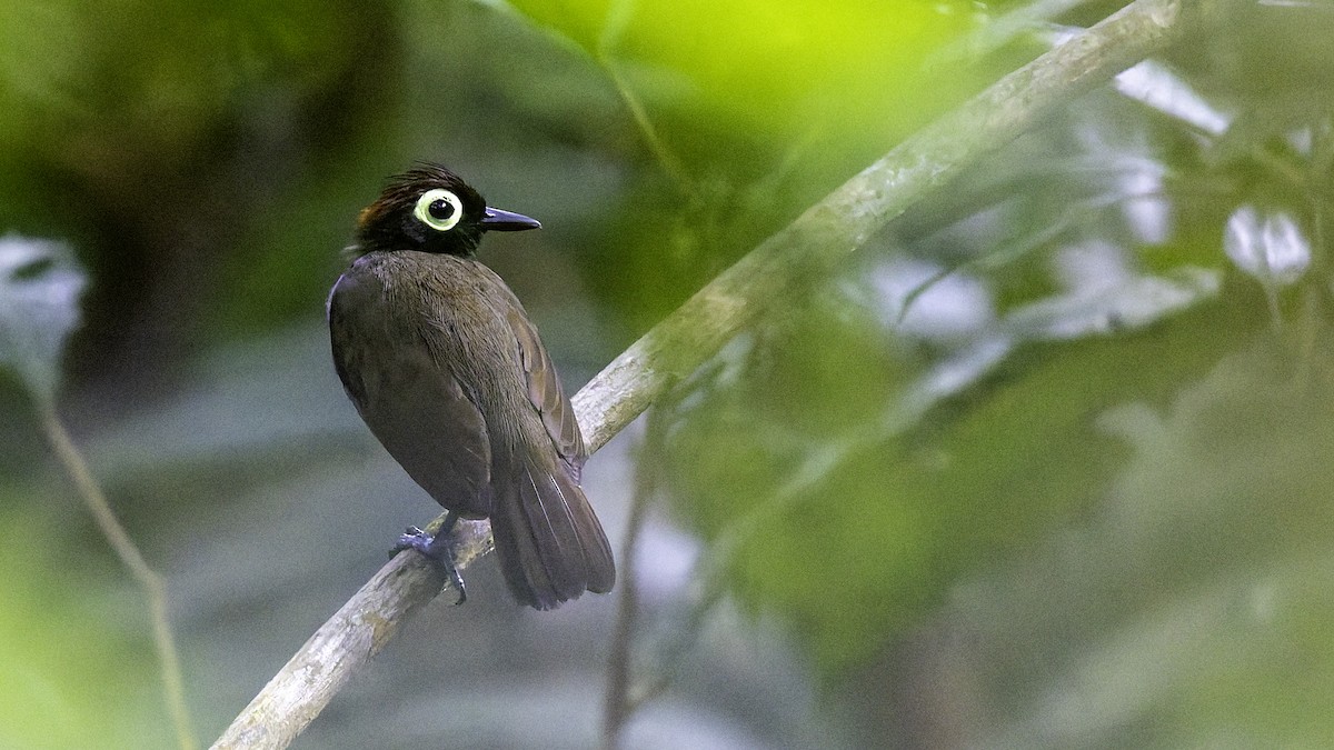 Harlequin Antbird - ML641213795