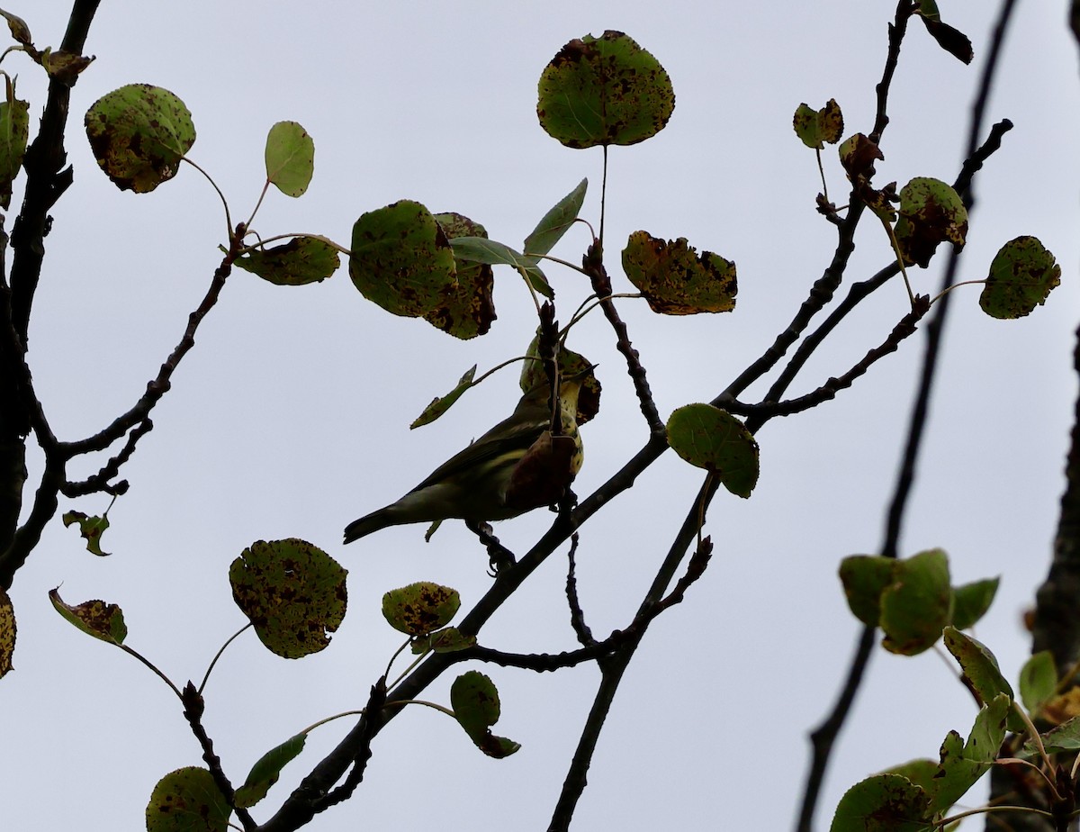 Cape May Warbler - ML641213798