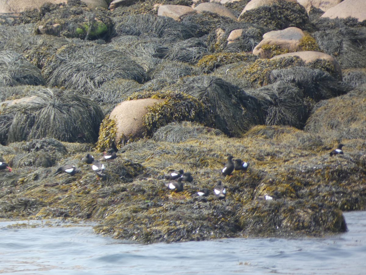 Black Guillemot - ML641213802