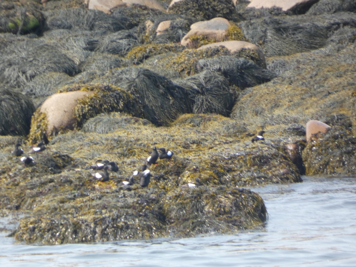 Black Guillemot - ML641213804