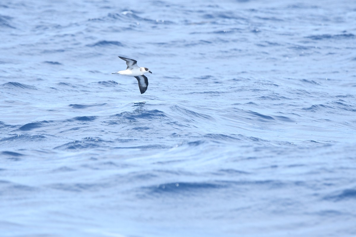 Black-capped Petrel - ML641213805