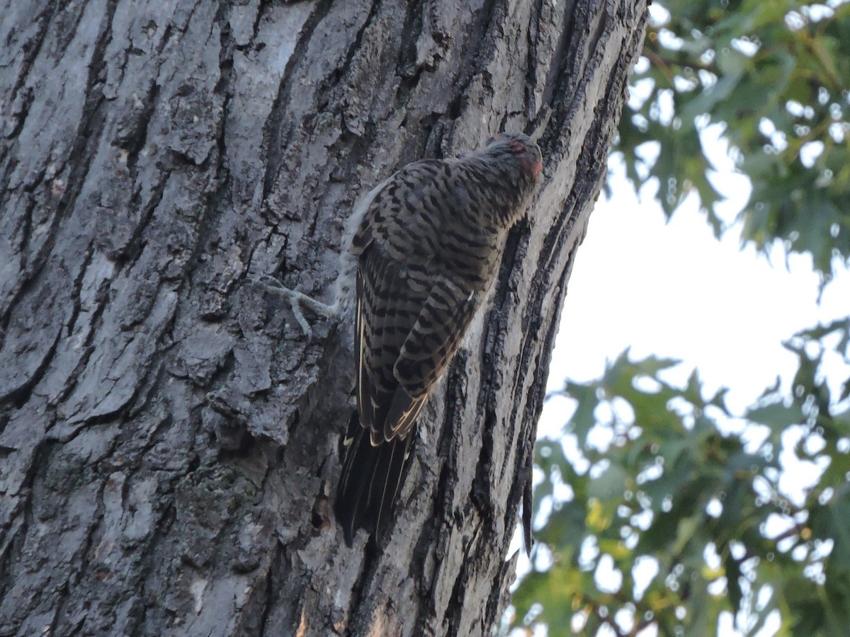 Northern Flicker - ML641213806