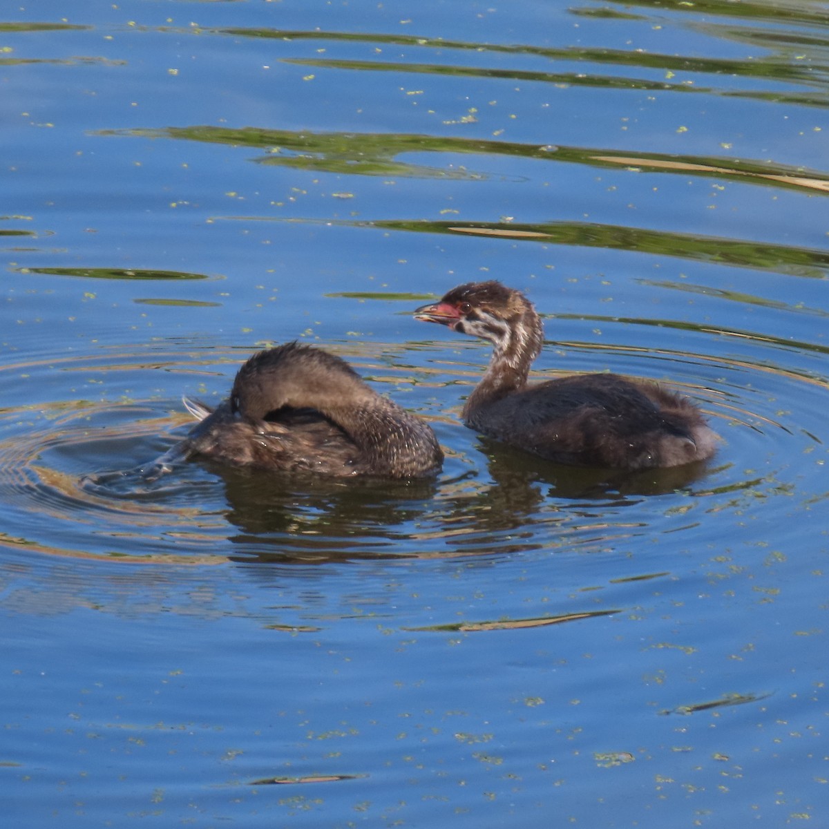 Pied-billed Grebe - ML641213807