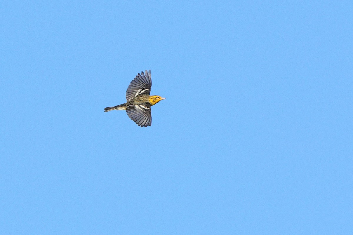 Blackburnian Warbler - ML641213808