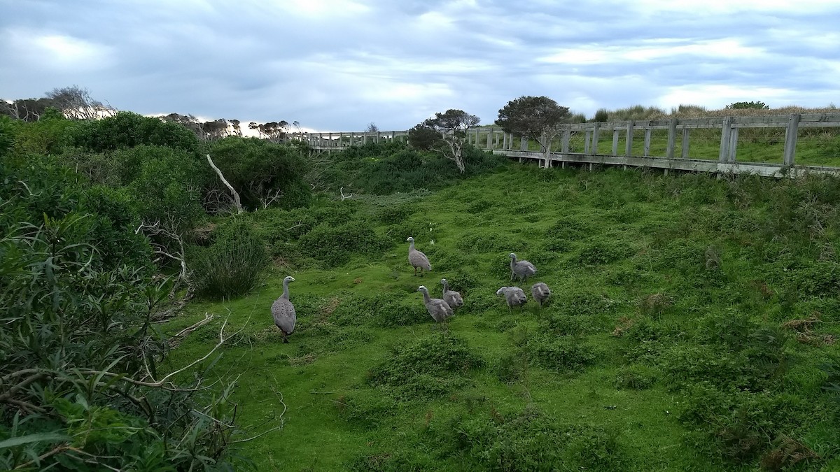 Cape Barren Goose - ML641213815