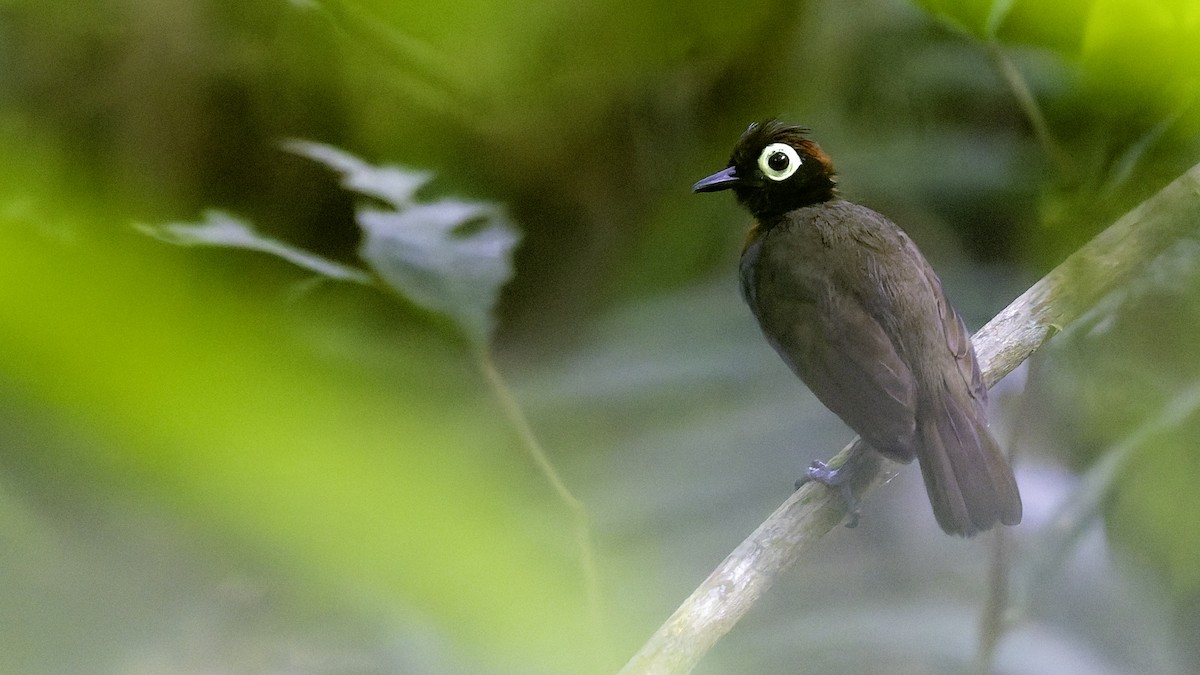 Harlequin Antbird - ML641213822