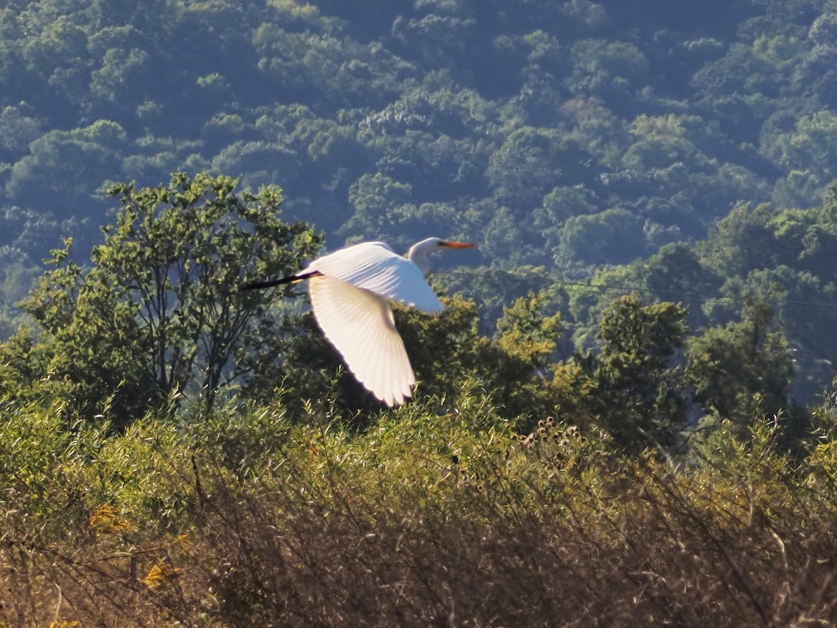 Great Egret - ML641213824