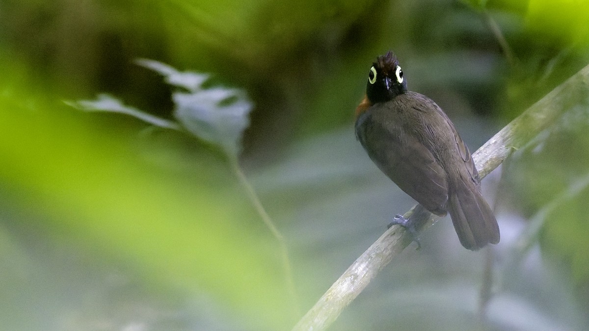 Harlequin Antbird - ML641213829