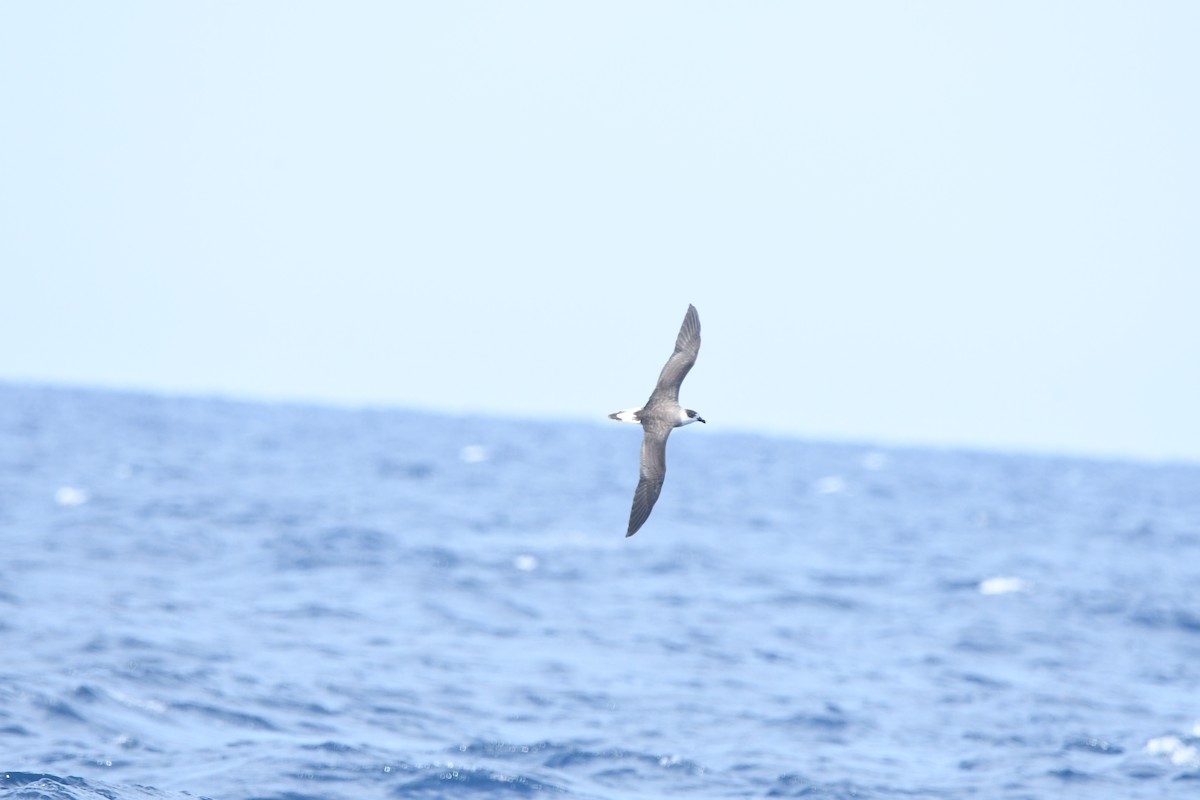Black-capped Petrel - ML641213834