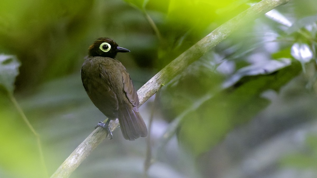 Harlequin Antbird - ML641213840