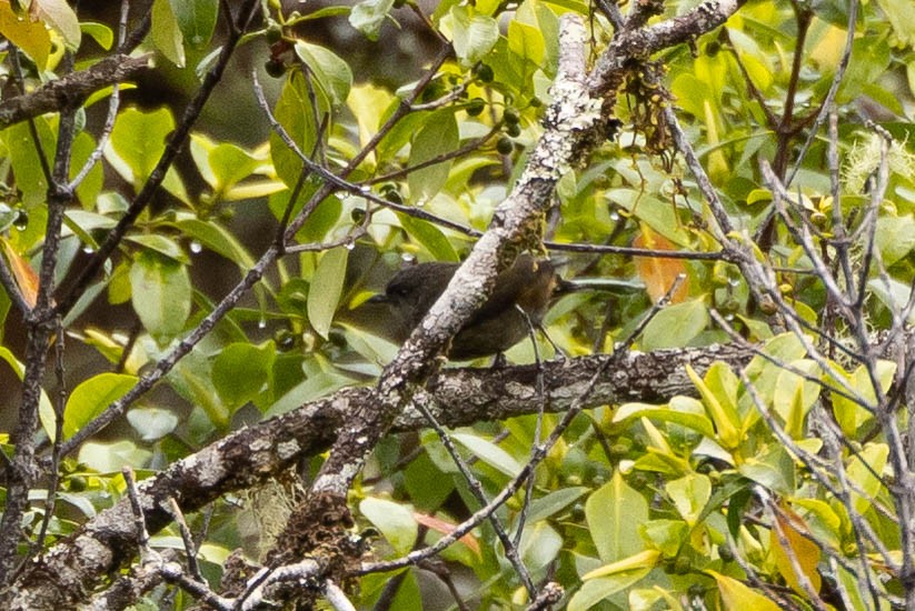 Mottled Berryhunter - ML641213843