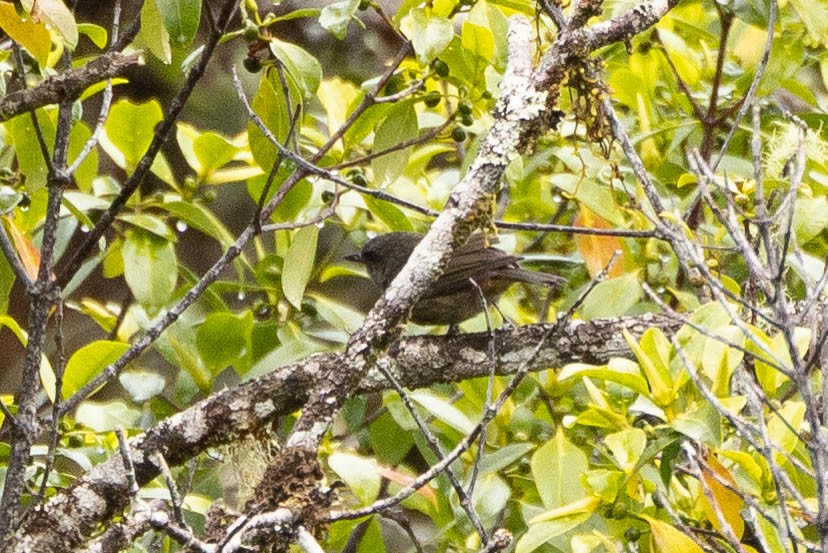 Mottled Berryhunter - ML641213848