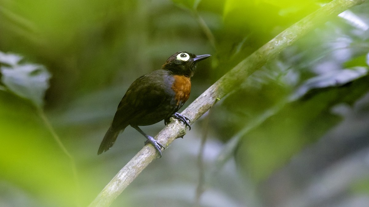 Harlequin Antbird - ML641213850