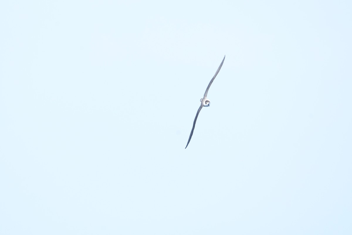 Black-capped Petrel - ML641213857