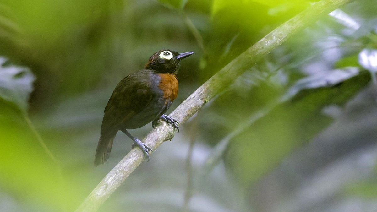 Harlequin Antbird - ML641213858