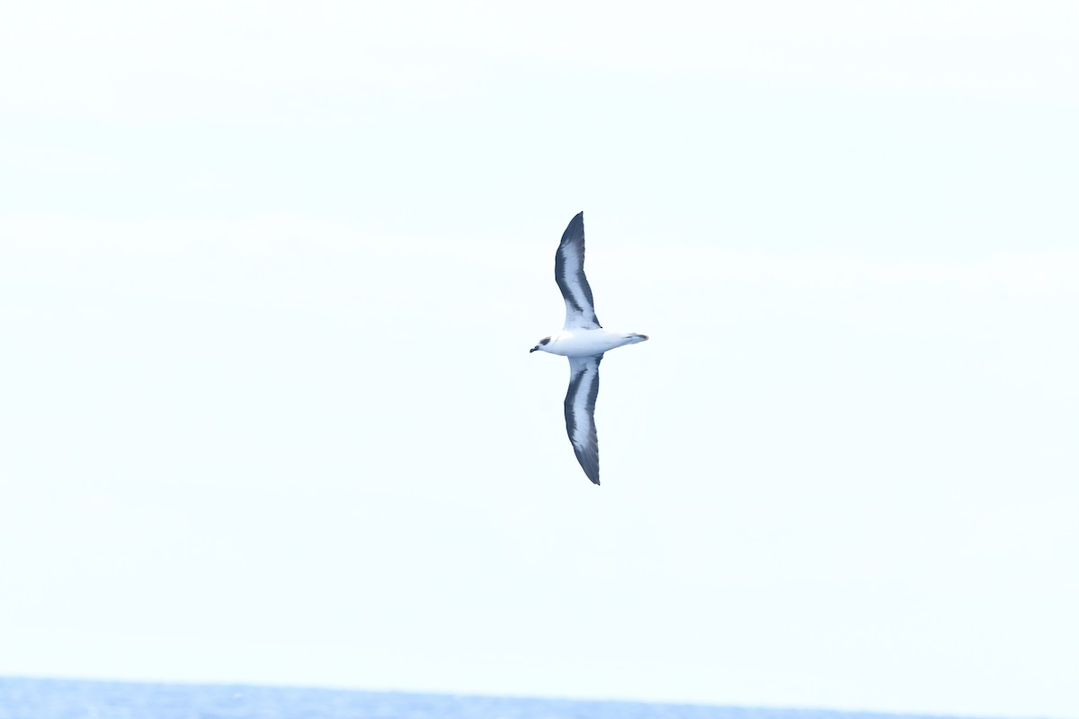 Black-capped Petrel - ML641213865