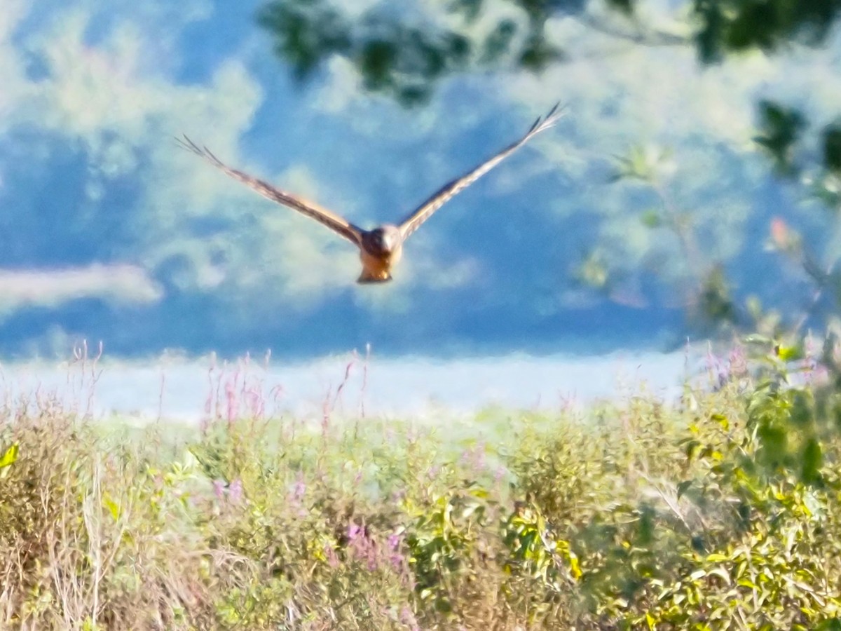 Northern Harrier - ML641213872