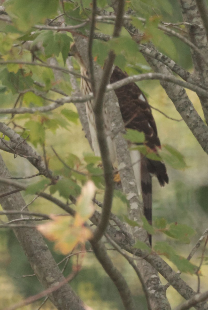 Cooper's Hawk - ML641213873