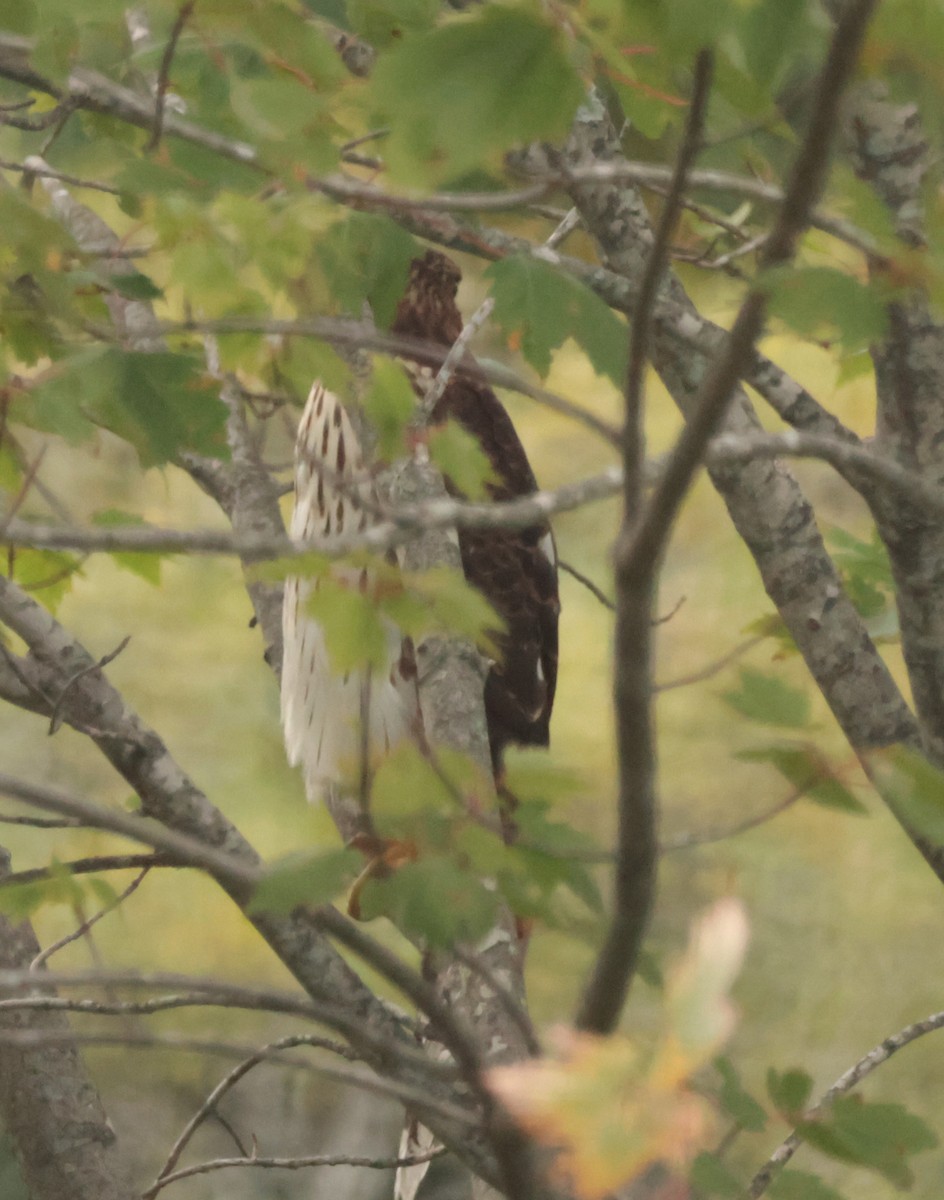 Cooper's Hawk - ML641213874