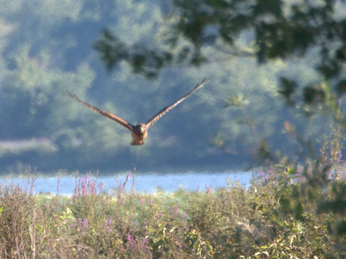 Northern Harrier - ML641213877