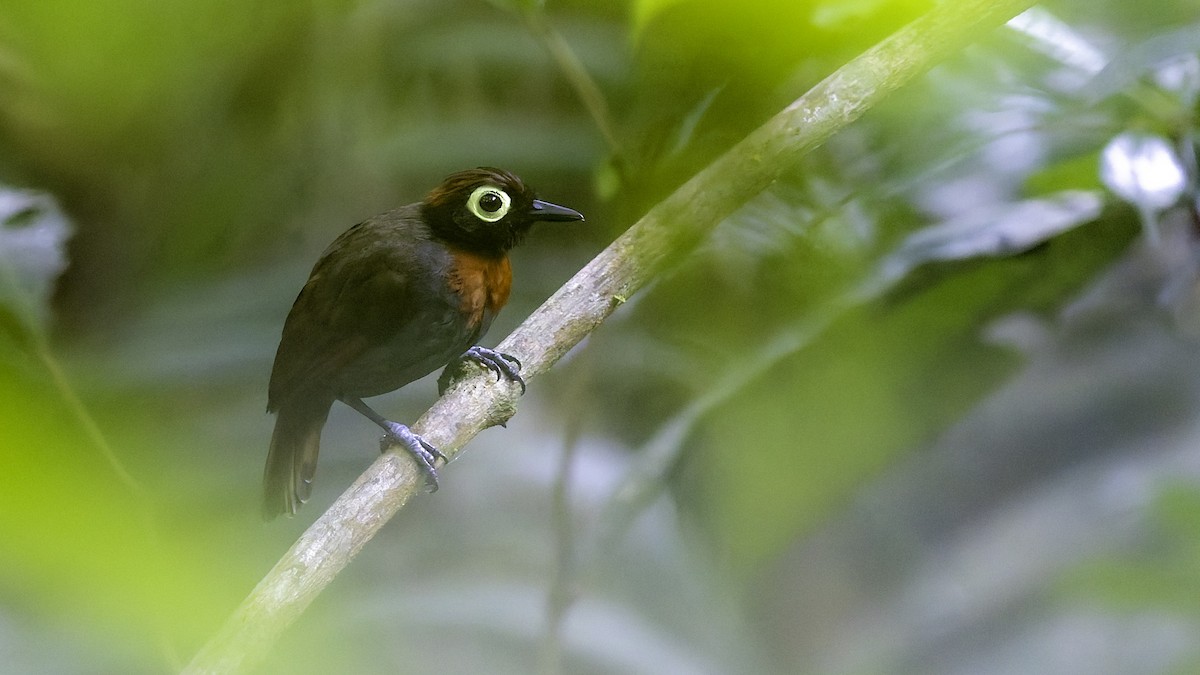 Harlequin Antbird - ML641213882