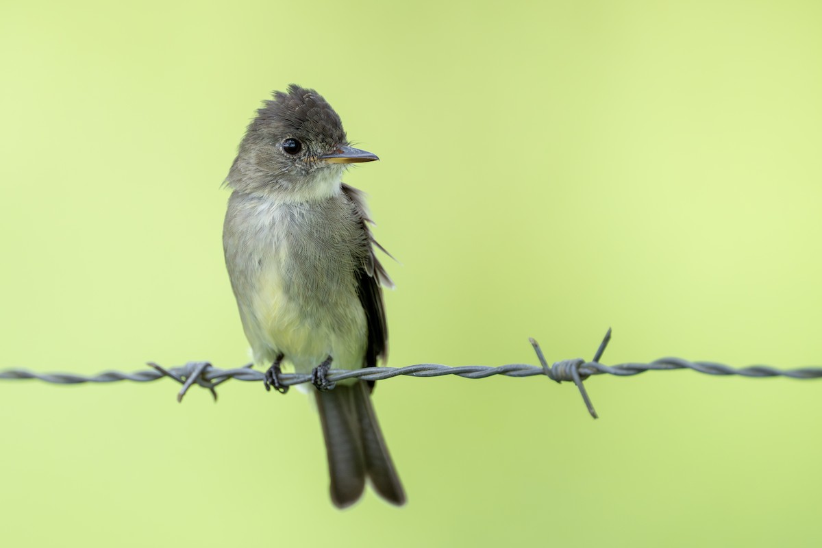 Northern Tropical Pewee - ML641213902