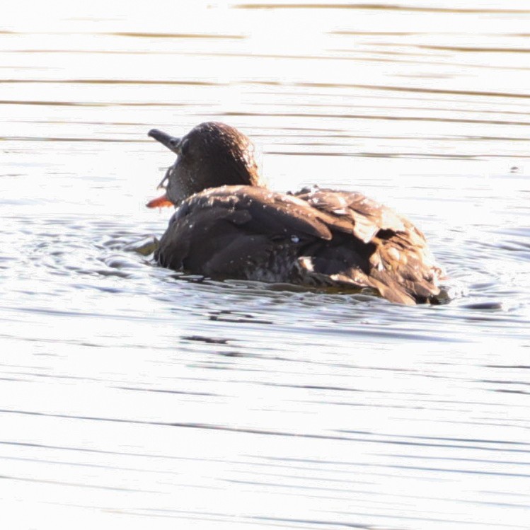 Hooded Merganser - ML641213916