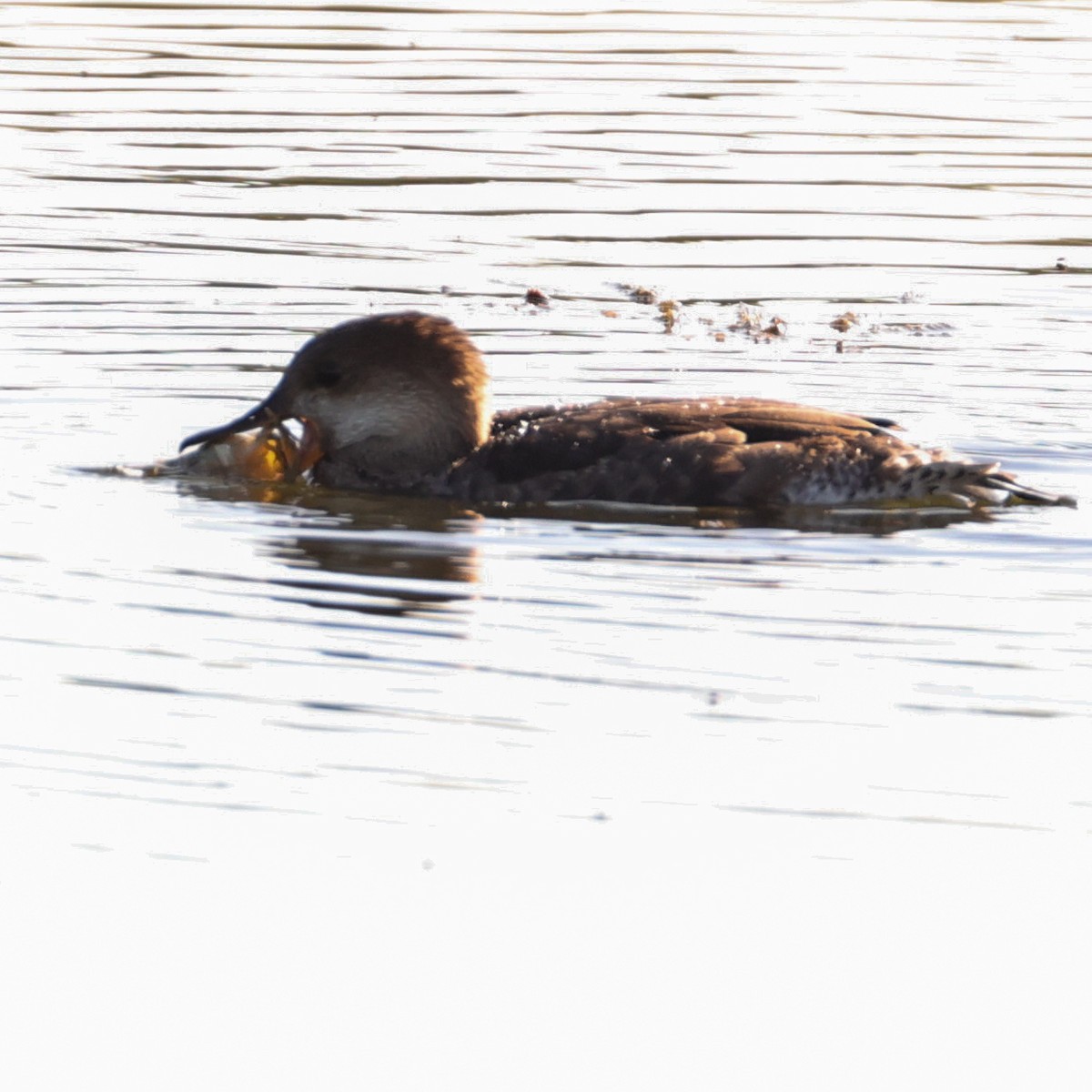 Hooded Merganser - ML641213917