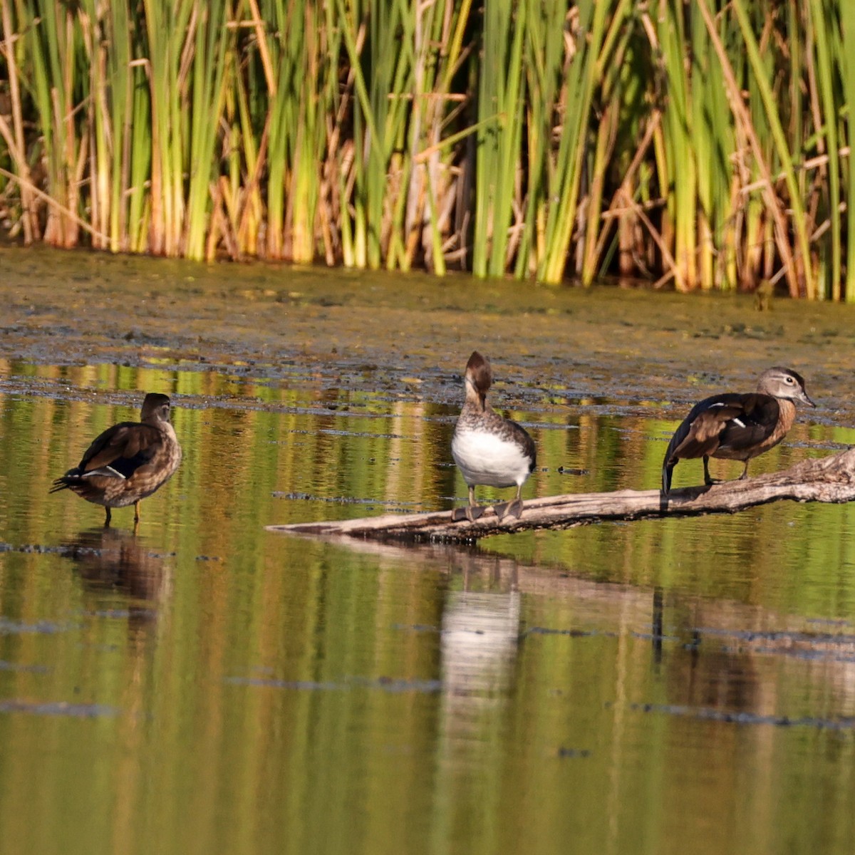 Hooded Merganser - ML641213918