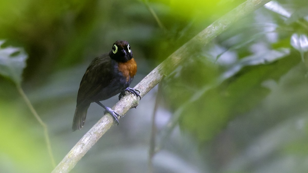 Harlequin Antbird - ML641213920