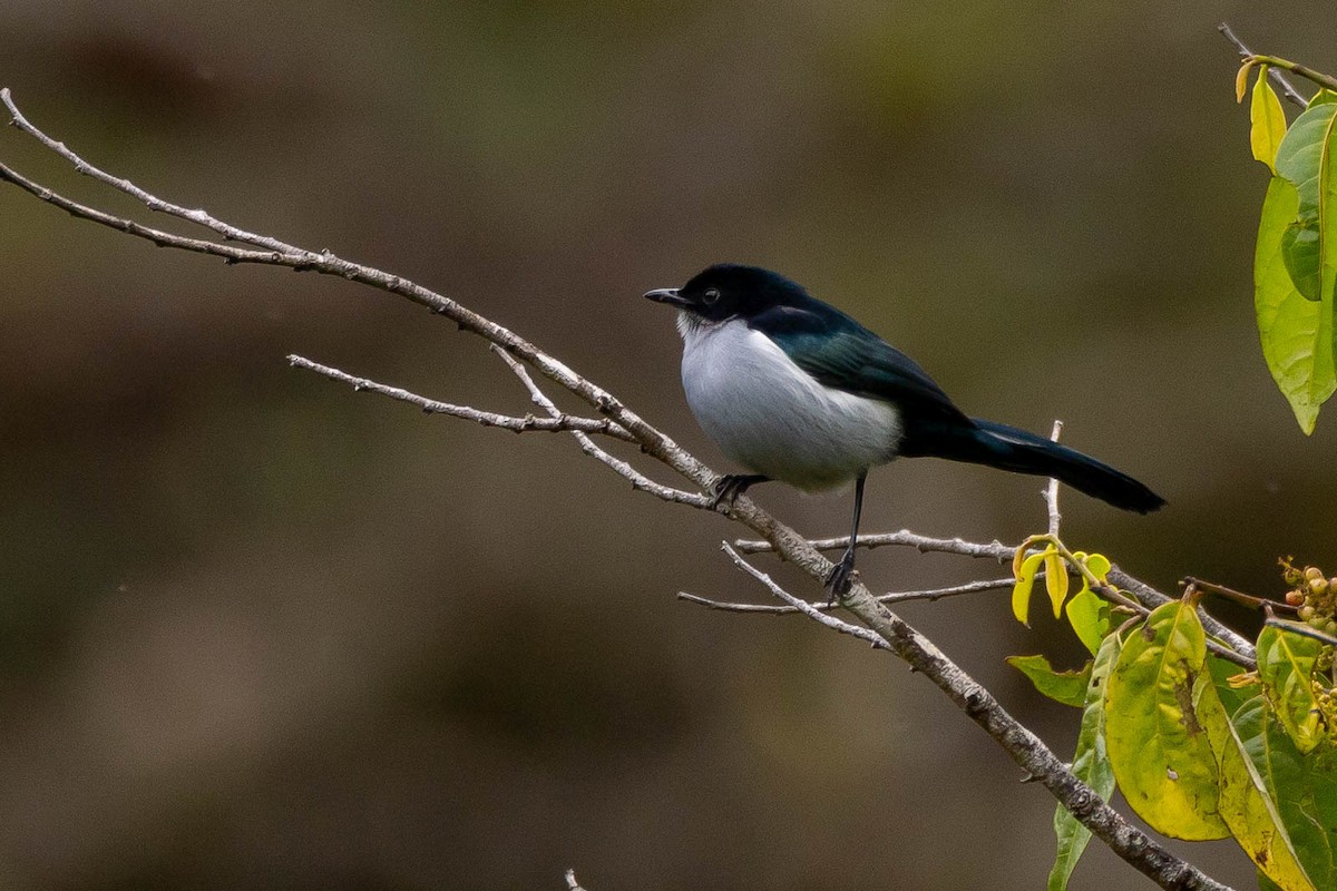Fan-tailed Berrypecker - ML641213926